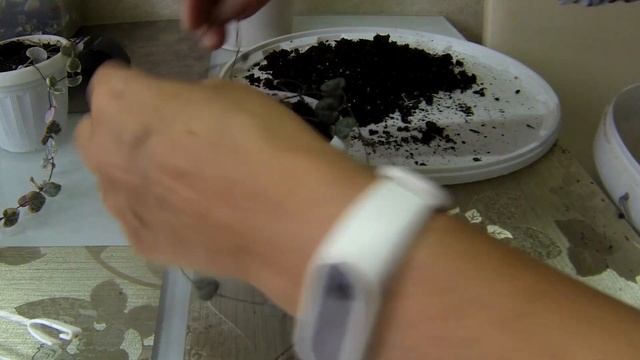 Комнатные цветы. Церопегия Сандерсона. Церопегия Вуда. Обзор. смотреть онлайн