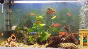 Цихлиды африки .