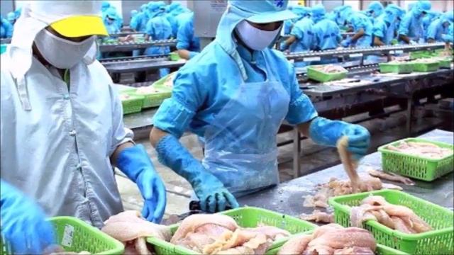 BASA FISH THE TRUTH ,Pangasius bocourti смотреть онлайн