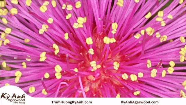 Nhạc Thiền Phật Giáo 43 - Hoa Mimosa ( Mimosa Flower ) смотреть онлайн