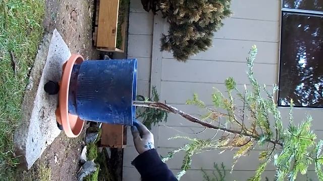 Pre-Bonsai Eastern Hemlock #3 Yamadori (Tsuga Canadensis) смотреть онлайн
