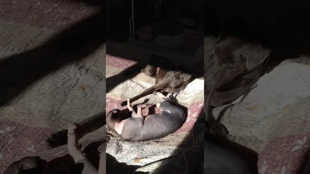 Левретка и Сфинкс
