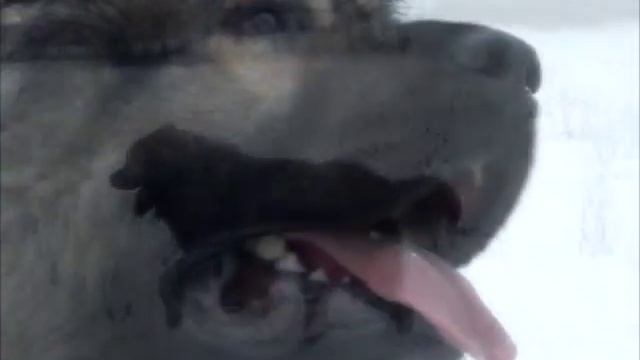 Кавказская овчарка -- моя любимая порода смотреть онлайн