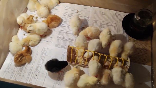 Вывод цыплят смотреть онлайн