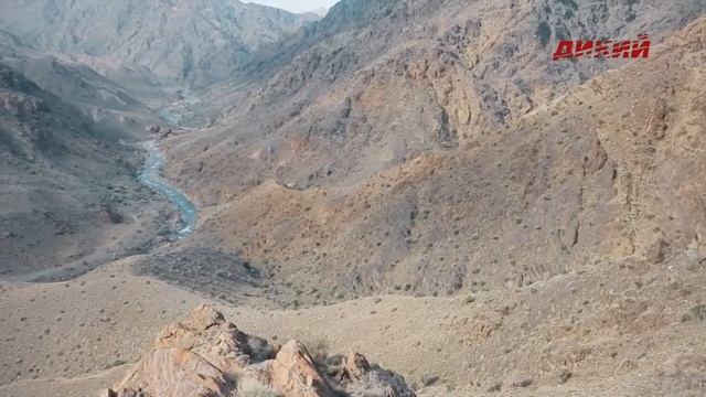 WORLD RECORD Persian Desert Ibex! IRAN. Экспедиции Александра Егорова смотреть онлайн