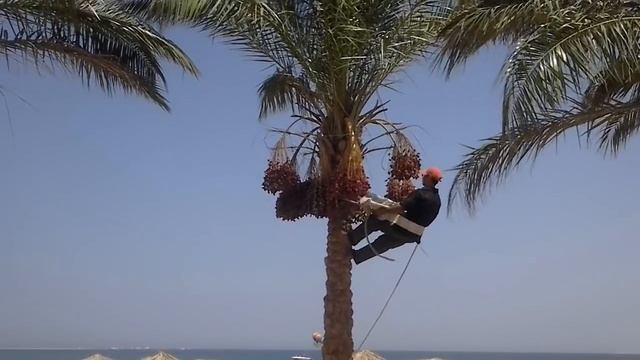 Как собирают финики? смотреть онлайн