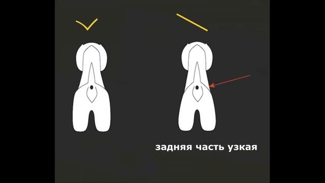 ВЕСТ ХАЙЛЕНД УАЙТ ТЕРЬЕР / тримминг / Породный груминг : правила и РЕЗУЛЬТАТ смотреть онлайн