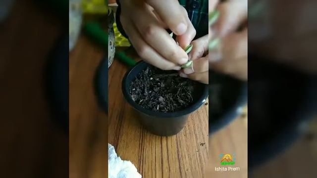 Propagation of Crassula Perforata (Variegated) | Succulent смотреть онлайн