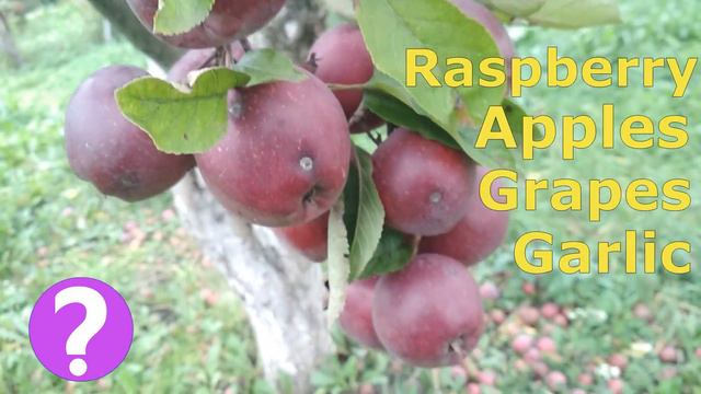 Врожай | Harvest. Те, що росте в тебе на городі. смотреть онлайн