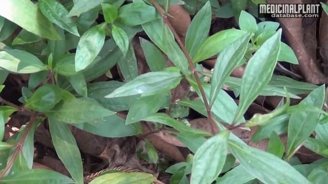 Eupatorium triplinerve смотреть онлайн