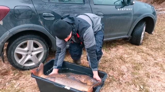 Поймал огромных карпов и переселил в другой водоём. смотреть онлайн