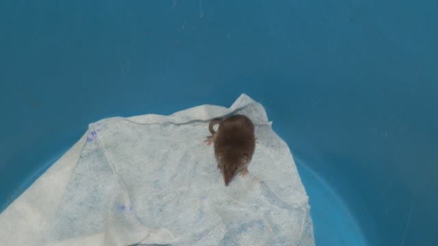 землеройка на 4м этаже многоэтажки залезла в мусорное ведро смотреть онлайн