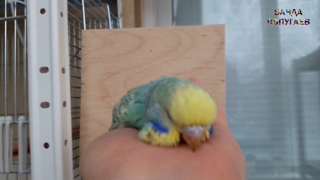 ? ? Как приручить волнистого попугая? смотреть онлайн