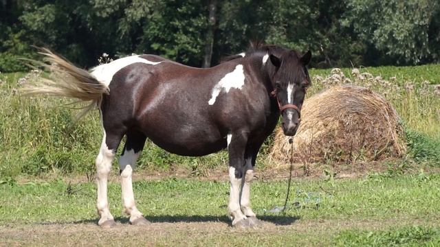 Sony E 55-210mm F4.5-6.3 OSS (SEL55210) Handling review смотреть онлайн