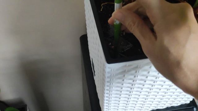 Как поливать Антуриум зимой. Эксперимент с индикаторами влажности почвы. смотреть онлайн