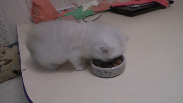 Маленький котенок кусается, потому что хочет есть Рычит когда ест смотреть онлайн