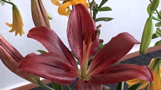 Lilium ´Forza Red´ смотреть онлайн