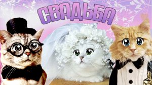 Кошечка ВАСИЛИСА выходит ЗАМУЖ! Но ЗА КОГО?!