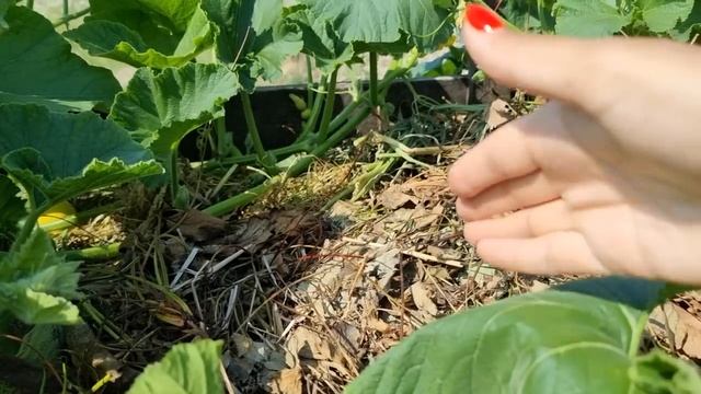 ЭКСТРЕННЫЙ ВЫПУСК! СТОП!!! САМОЕ ЛУЧШЕЕ В МИРЕ УДОБРЕНИЕ И ПОДКОРМКА В ОПАСНОСТИ ! НЕ ПОГУБИТЕ ИХ!! смотреть онлайн