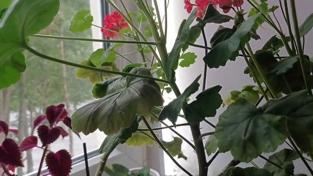 Полив орхидей. Подкормка орхидей. ????1. 08.2022