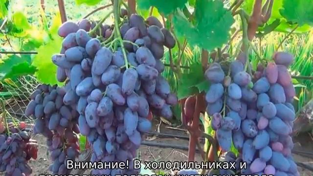 Виноград Памяти Негруля смотреть онлайн