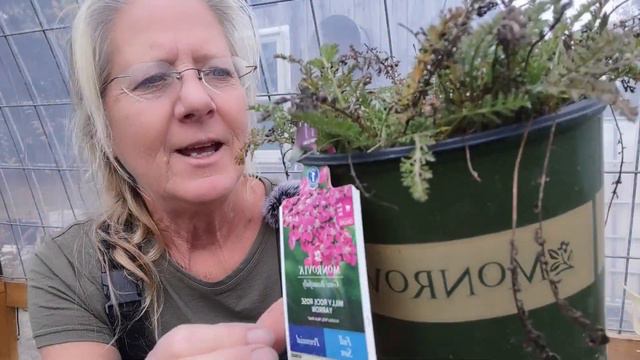 Yarrow: Best Perennial Ever? смотреть онлайн