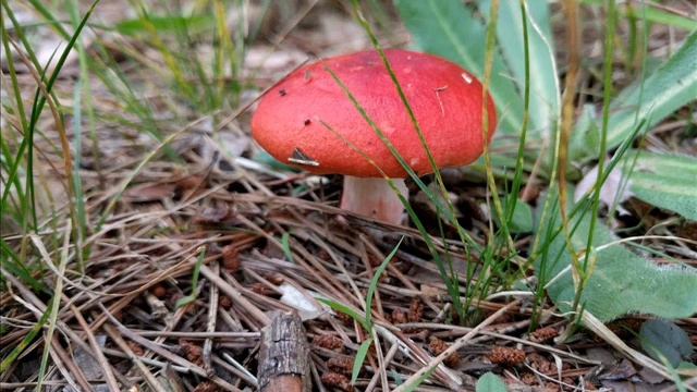 Russula sanguinaria смотреть онлайн
