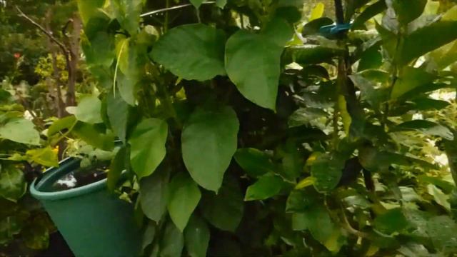 Passiflora Quadrangularis смотреть онлайн