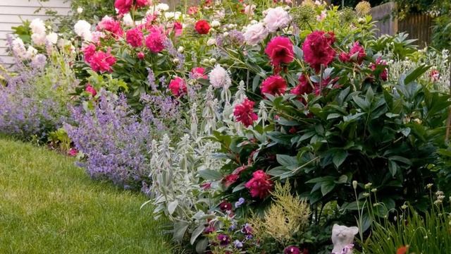 ВЫБОР СОСЕДЕЙ ДЛЯ РОЗ! смотреть онлайн