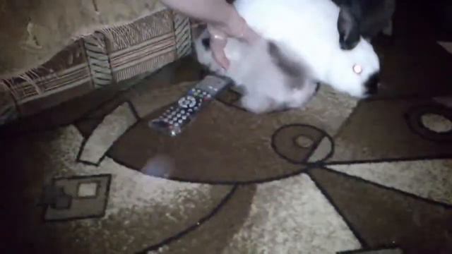 Котик хочет Кролика смотреть онлайн