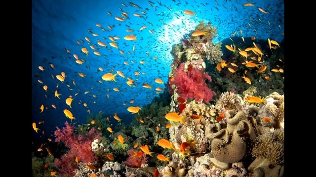 Красное море — одно из самых известных и посещаемых морей в мире. смотреть онлайн