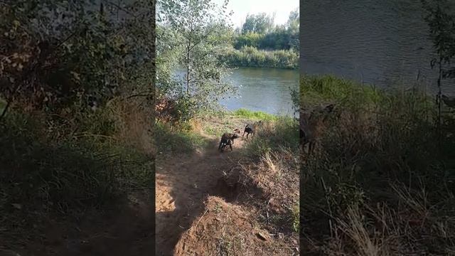 Козы камори, биталы и англо-нубийцы? смотреть онлайн