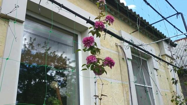 Clematis Kaiser (клематис Кайзер) 15.05.2020 смотреть онлайн