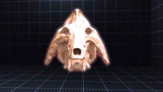 Энтелодонт | Адский кабан | Вымершее животное. Видео про животных смотреть онлайн