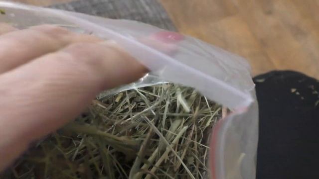 Сено для морских свинок. Какие звуки издают морские свинки? Почему пищат морские свинки? смотреть онлайн