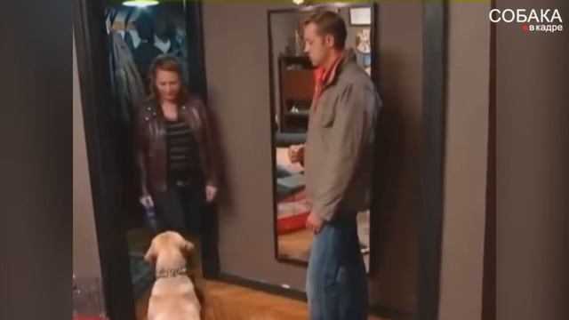 Лабрадор. Дрессировка,корреция поведения. смотреть онлайн