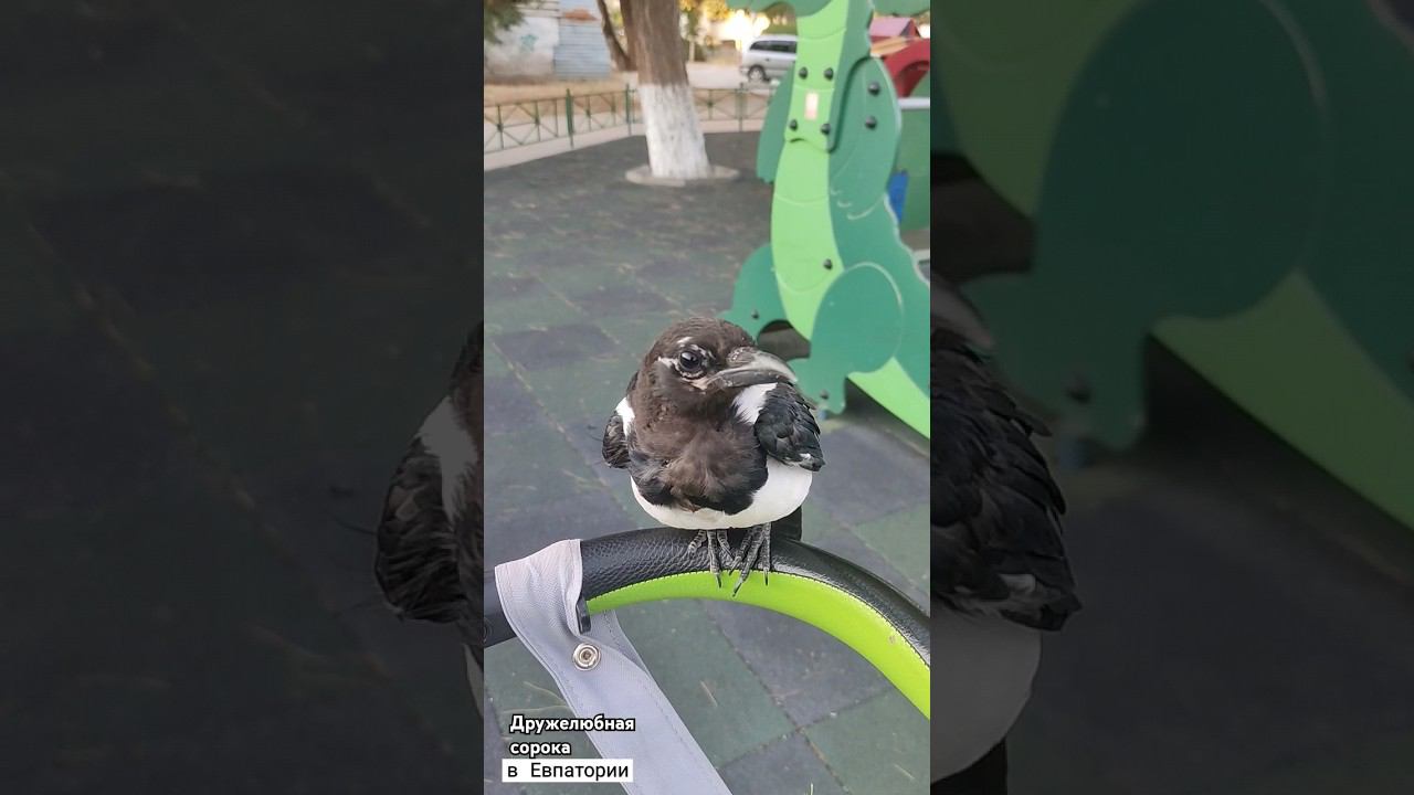 дружелюбная сорока#птицы #сорока #животные #mrswiro #евпатория #крым #крым2024 #nature #юмор #zoo