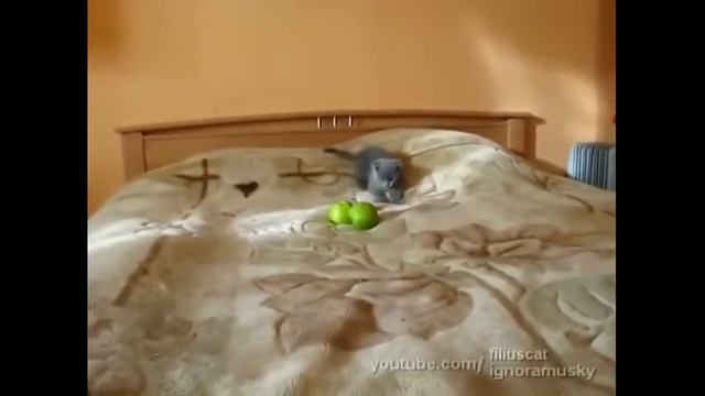 страшные приколы про котиков смотреть онлайн