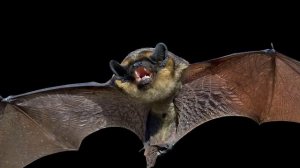 К чему снится летучая мышь: значение сна. Сонник Миллера