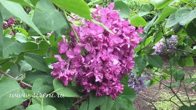 Сорт сирени "Пионер" смотреть онлайн