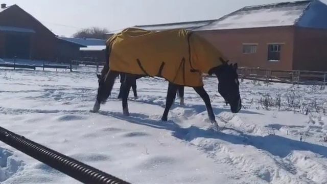 Конь в пальто смотреть онлайн