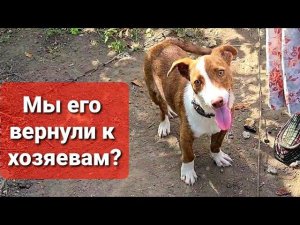 Вернули ли мы щенка обратно?