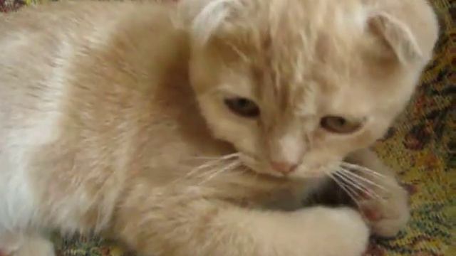 Скоттиш фолд кремовый мрамор смотреть онлайн