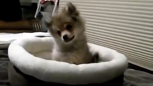 Щенок услышал вой волков) смотреть онлайн