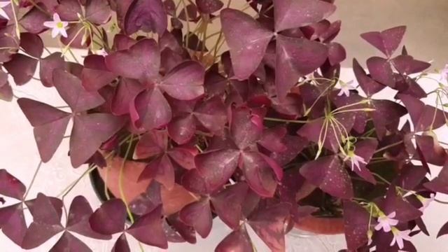 Winter care of Oxalis Triangularis before it goes into dormancy смотреть онлайн