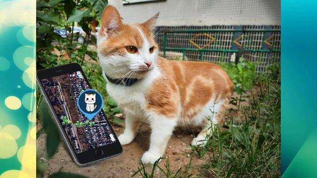 Кот убежал из дома, но я не торопился его возвращать, а решил проследить, куда же он собрался. смотреть онлайн