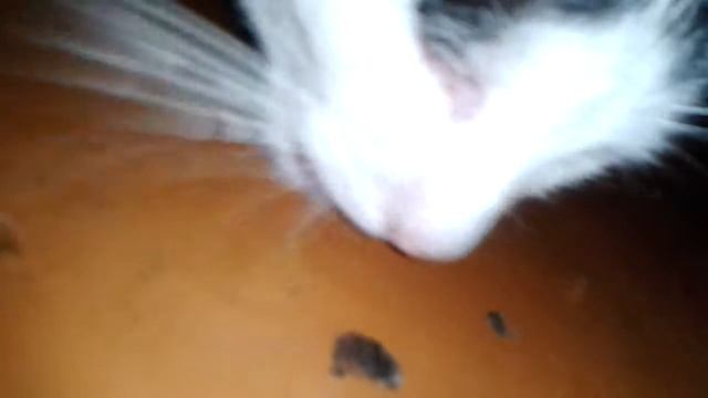 Котэ и валерьянка