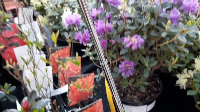 Магазин Оби,пришла за клематисами и розочкой.Обзор растений. смотреть онлайн