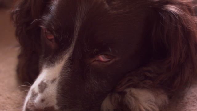 Review of the 7Artisans 35mm F1.2 Manual Focus Prime Lens for BMPCC OG Original, BMCC 2.5K M4/3 MFT смотреть онлайн