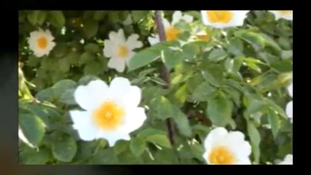 Цветы! смотреть онлайн